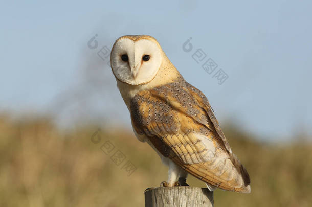 一只野生猎捕的Barn Owl (Tyto Alba)栖息在一根<strong>柱子</strong>上寻找猎物 .