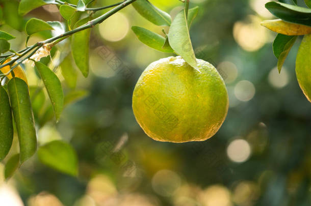 橘子园的树上挂着新鲜成熟的橘红色柑橘，阳光下还有背光.