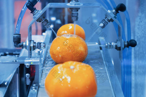 水果自动化喷水<strong>清洗</strong>机输送带上的柑橘类<strong>清洗</strong>机在水果生产线上的关闭。农业和创新技术概念.