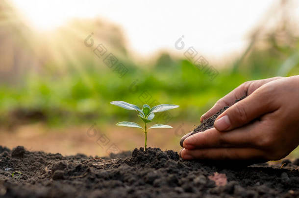 植树和植树，包括农民手工植树和植树的设想.