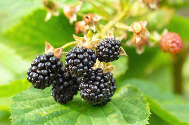 花园里天然新鲜的黑莓。成熟的黑莓果实束- -在农场绿叶的植物分枝上的红莓.有机耕作，健康食品，生物安全<strong>倡议</strong>竞赛.