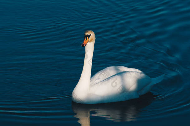 冬季阳光明媚的日子，优雅的白天鹅在水面上游泳