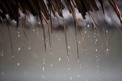 芦苇屋顶上的热带雨滴