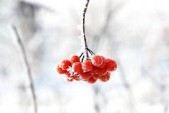 冬日冰冻的冬眠在雪地下.在雪地里的Viburnum红色浆果。很好的冬天霜冻