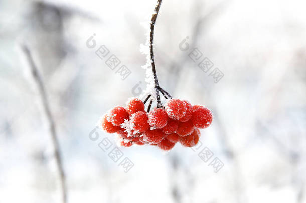 冬日冰冻的冬眠在<strong>雪地</strong>下.在<strong>雪地</strong>里的Viburnum红色浆果。很好的冬天霜冻