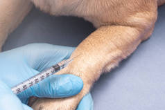 兽医，戴着医用手套，给一只呕吐的狗注射注射器，近距离观察，给宠物接种疫苗