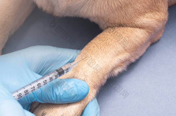 兽医，戴着医用手套，给一只呕吐的狗注射注射器，近距离观察，给宠物接种疫苗