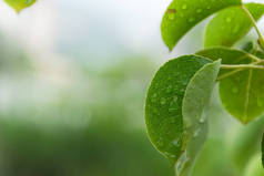用雨滴封闭梨树的叶子，在雨天放眼望去