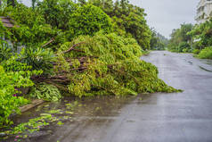一场猛烈的风暴过后,树木遭到破坏并被连根拔起.村子里的树被砍倒了