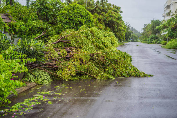 一场猛烈的风暴过后,树木遭到破坏并被连根拔起.村子里的树被砍倒了