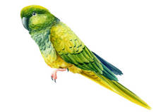 热带绿鹦鹉，水彩画，热带鸟