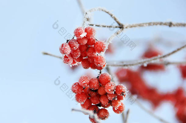冬日冰冻的冬眠在<strong>雪地</strong>下.在<strong>雪地</strong>里的Viburnum红色浆果。很好的冬天霜冻