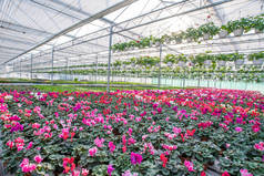 有美丽花朵和植物的大型花卉温室。不同类型的花.
