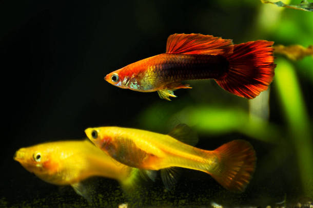 Guppys在<strong>淡水</strong>水族馆与绿色美丽的热带种植。<strong>淡水</strong>湖水族馆内的鱼，绿色美丽的热带种植.