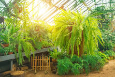 热带雨林温室里的各种蕨类灌丛