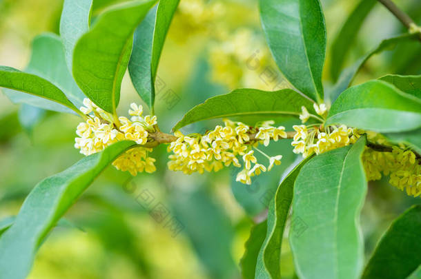 秋天<strong>芬芳芬芳</strong>的黄桂花盛开