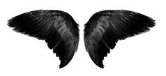 天使的翅膀在白色的背景上被隔离