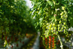 温室中带有绿色樱桃西红柿的枝条的选择性焦点，模糊的背景