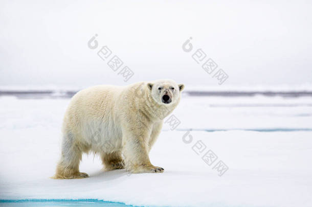 在北极，一只好奇的雄性北极熊站在水边