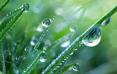 美丽的大滴清澈清澈的水滴在清晨的草叶上，宏观。夏天，清晨露水中的草，在大自然的绿色背景上.