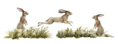 兔子动物的自然规律。水彩画。可爱的兔子跳起来，站在白色背景的草地上。野兔在草地上。毛绒绒的兔子侧视图。自然手绘元件集