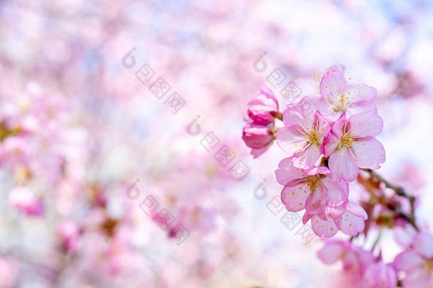 春天的樱花。美丽的<strong>粉红花</strong>朵背景.