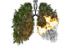 在白色背景下的肺特征分析。树木是地球的肺。空气污染。对自然有害。生态概念。树枝。肺炎和支气管炎的概念.