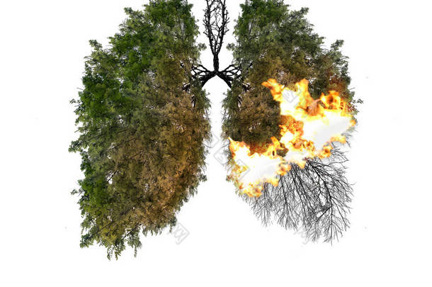 在白色背景下的肺<strong>特征</strong>分析。树木是地球的肺。空气污染。对自然有害。生态概念。树枝。肺炎和支气管炎的概念.