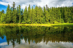 湖中的云杉林。水面反射的树木。美丽的夏日风景，阳光灿烂，天空中乌云密布