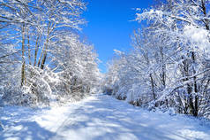 雪下过后，风光明媚的冬季道路穿过被雪覆盖的森林