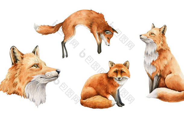 红狐系列动物。水彩画。野生可爱的<strong>狐狸</strong>肖像画,摆姿势坐下,跳跃,打猎收藏.有红色毛和黑色<strong>爪子</strong>的野生动物毛茸茸的动物。背景为白色。野生哺乳动物部分