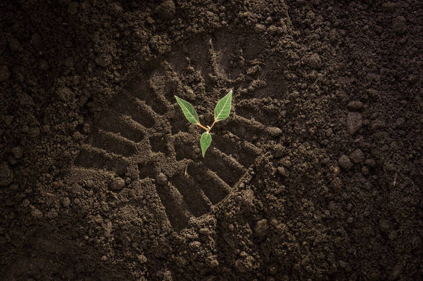 地面上的脚印、土壤上的脚印、生长在黑土上的绿色植物芽、地球日概念、自然保护和养护、濒危植物、森林