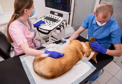 兽医小组用超声波检查科吉犬