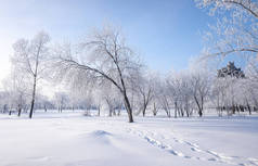 美丽的冬季风景，白雪覆盖的树木。蓝天和有纹理的雪。冬天的故事.