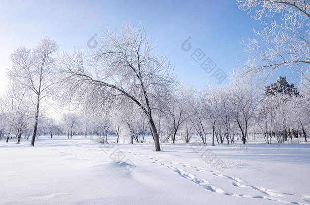 美丽的冬季风景，白雪覆盖的树木。蓝天和有纹理的雪。冬天的故事.