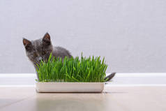 一只灰色的小猫咪吃绿草来培育毛皮.猫吃燕麦类维生素源.