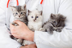 许多宠物猫在男兽医手里检查健康,动物宠物检查.男人抱着小毛绒绒猫咪的家族。兽医诊所的哺乳动物动物猫.