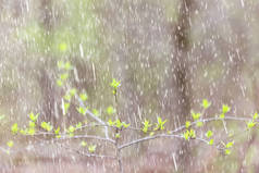 春雨、花、背景、开花、田野、自然、绿色、水滴