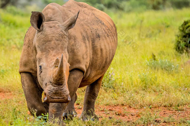 南非自然保护区内的非洲白<strong>犀牛</strong>、<strong>犀牛</strong>或地热<strong>犀牛</strong>的肖像，也被称为正方形嘴唇<strong>犀牛</strong>