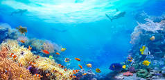 水下世界的动物。珊瑚礁的全景。五彩斑斓的热带鱼生态系统.