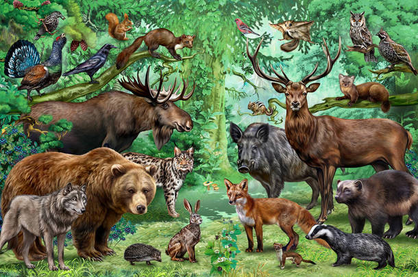 针叶林中的动物和鸟类，针叶林中的植物和动物，写实的图画，<strong>色彩艳丽</strong>的<strong>海报</strong>，书中的插图
