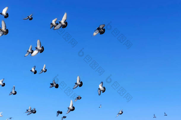 鸽子在卡帕多西亚的鸽子谷飞行。土耳其卡帕多西亚的鸟类与多雪的火山景观一起飞行