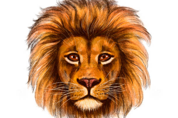 一只狮子的<strong>手绘</strong>肖像，现实的，<strong>橙色</strong>的掠食者。白色背景的动物头颅