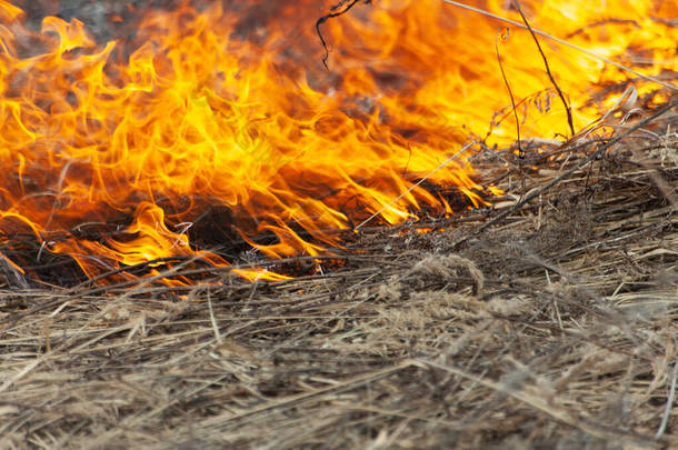 干草烧焦了.春天，田里失火了。在大片土地上焚烧枯木。火灾造成的危险局势.