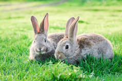 两只灰兔子在室外绿草中的形象