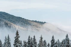 雪山美景，松林，白云飞扬