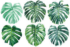 Monstera leaf watercolor on isolated white background botanical illustration, tropical plant, jungle