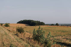 乡村田野和树木在白天的景观