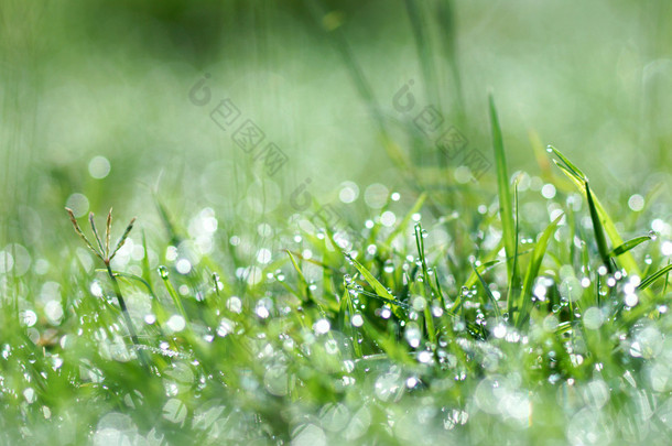 清新的早晨露水在春天草地上，自然的绿色背景