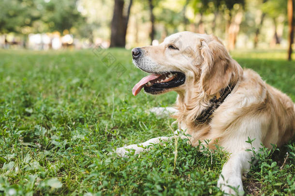 可爱的金毛猎犬躺在草地上的选择性焦点